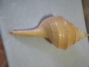 澳洲香螺 尺寸大50公分左右 颜色漂亮 螺尖稍有虫蛀 长到这