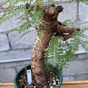 尼勒达乳香粗5.4厘米左右,帮朋友出,脱盆发货,低于零度不包