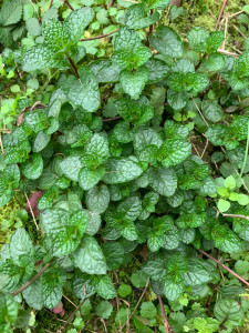 食用薄荷鱼香菜25一斤左右根带土不含盆