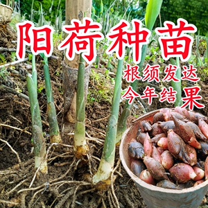 阳荷姜种子根种苗批发四季农家蔬菜野菜现挖恩施新鲜洋荷姜种子苗
