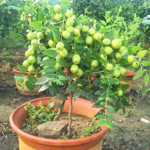 枣树苗盆栽地栽大青枣枣树苗当年结果盆栽地栽金丝枣枣树红枣树苗