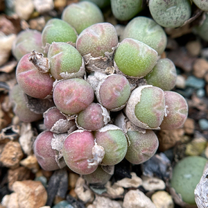 肉锥 小米锥小米雏多头群生多肉植物一物一拍12