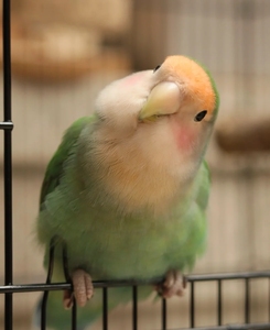 绿金面 绿桃 牡丹鹦鹉图片