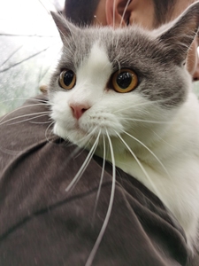 纯种英短自家养的灰白色,小公举,一年半猫咪,没有绝育.有兴趣