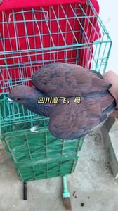 鸽子,高飞鸽子,四川铜嘛高飞,能飞,能赏,上天能入云,下地能