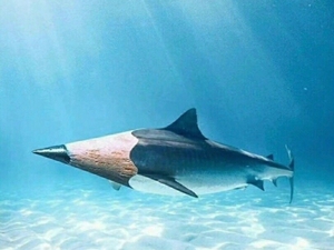 大鲨笔照片图片
