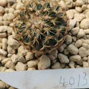 伊莎贝拉,娇丽属仙人球,实生,一物一拍4013,品相尺寸如图