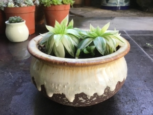 精品多肉植物:京之华锦-玉露稀有品种室内阳台花卉防辐射绿植盆