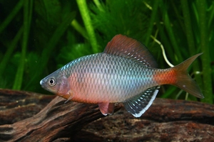 越南淡水鱼种类图片