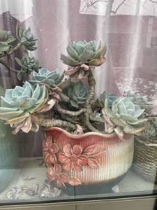 多肉白凤 6年老桩 手捏花盆 带盆找主人