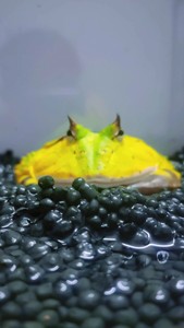 台绿霸王角蛙  欣赏  母  一年半