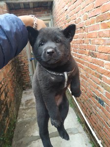 广西土猎犬幼犬纯种中华田园犬土狗猎狗赶山犬看家黑狗旺财