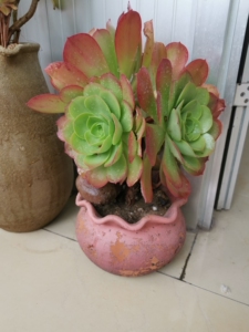 加州香炉盘法师,极老的桩子,才能控出这个颜色.高密自提.