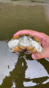 梵高巴西龟,种公1.1斤,品相如图,杂格兰德黄耳一流