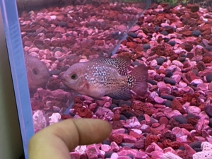 古典罗汉鱼大苗 泰古后代 6.7公分 已起头 培养没压力