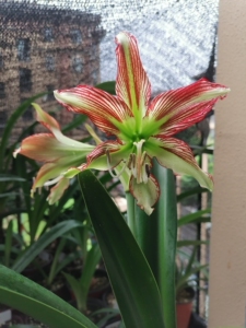 日本朱顶红,凤蝶大师,4.5厘米,无花叶