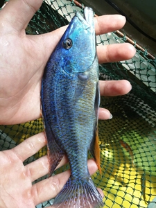 出三湖慈鲷 马鲷 蓝马面苗子 三湖鱼仔细看描述,别再问描述里