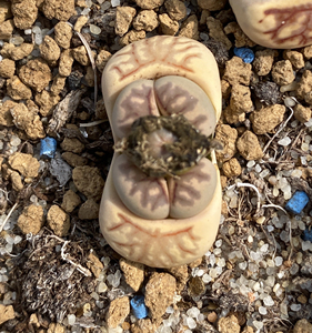 菊纹章母本双头带种夹生石花屁股多肉植物