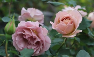 思念 欧月灌木新品月季花苗玫瑰花盆栽花卉植物室内花庭院地栽