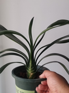 君子兰,黄金佛手开黄花,三年成兰