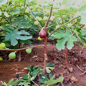 特价大无花果树苗波姬红无花果树果苗南北方盆栽地栽种植无花果苗