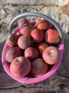 【自家果园】新疆阿克苏冰糖心苹果丑苹果五斤十斤整箱包邮