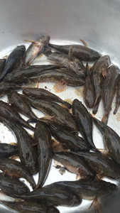 虎头呆子鱼.沙塘鳢