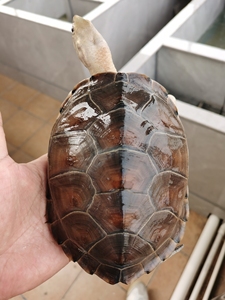 【品种】:变异草龟,变异黑颈龟