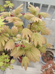 日本红枫  大勇  大叶团扇 蛮大一棵了 独苗江浙沪包邮