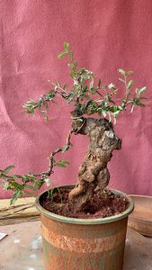 小石积盆景云南