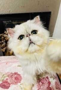 猫舍金吉拉绿眼