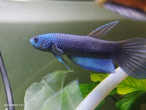 黎夕934淘宝红战狗斗鱼1人付款900.00找货神器,全网扫货