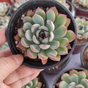 大棵樱桃7-8公分3盆5元,多肉植物手机实拍状态如图,全店满