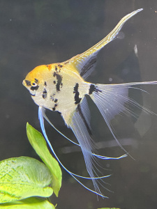 燕鱼 熊猫三色燕鱼 长鳍燕鱼鱼苗 30元25条(2cm ,自