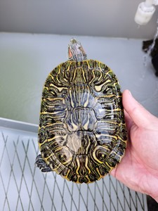 格兰德巴西龟,19冷水种龟公龟,下水追母,繁殖和杂交利器!品