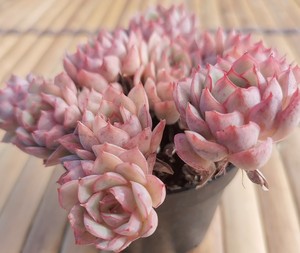 澳洲女神多肉,十头小老桩