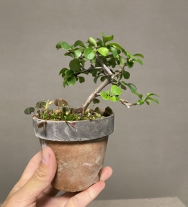 日本长寿梅白花