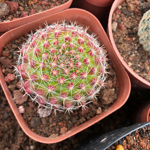 红娜丸仙人球-淘宝拼多多热销红娜丸仙人球货源拿货 - 阿里巴巴货源