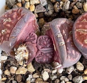 生石花 菊 紫菊 紫菊纹章 紫菊化石 双头母本带种荚,种荚不