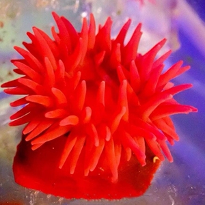 火山红海葵 奶嘴海葵珊瑚 海水鱼 原生  红海葵(不是红奶嘴