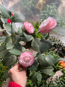 康寿桃美琳达茶花,因为开的花像寿桃一样,品种茶花,保证对版