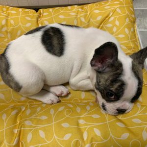 宠物集市#黑白花法斗,个人原因养不了,公狗,3个月大,疫苗