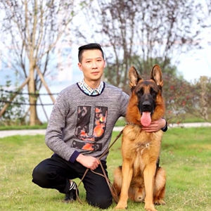 csv中国德牧牧羊犬 重庆 永川德牧 赛级德牧多只德牧种公对