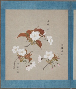 樱花   樱井绚 花谱高清电子日本江户时代和风手绘花卉素材