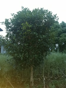 安徽省合肥市庐江县，老家前后院有一批桂花树（金桂）优惠出售，
