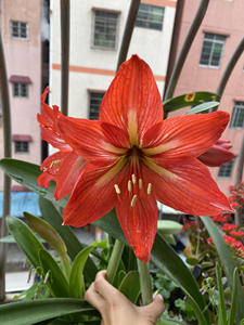 (疫情管控,不便发货)米克斯朱顶红,土朱,花后球20元/个