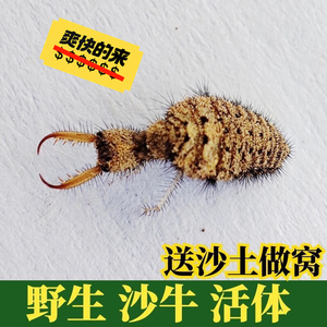 野生沙牛活虫金沙牛另类宠物沙婆婆地牯牛药引昆虫倒退虫牛蚁蚁狮