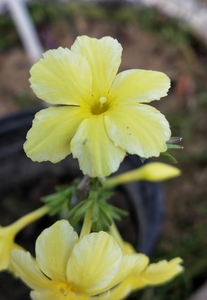 花叶春雪迎春花甘小品种 生长缓慢 盆养五年 图二为
