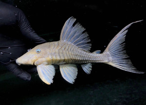 委内瑞拉蓝眼皇冠豹20-22cm