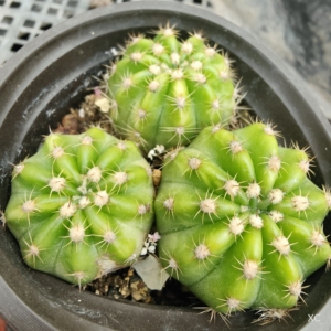 【大豪丸锦】大豪丸锦品牌,价格 - 阿里巴巴